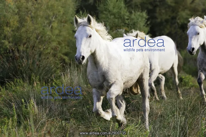 : Camargue Horse : Camargue Horse