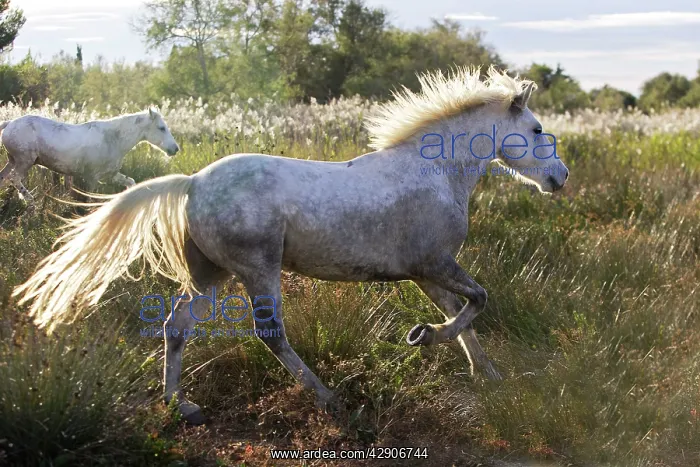 : Camargue Horse : Camargue Horse
