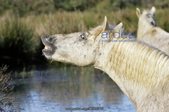 : Camargue Horse : Camargue Horse