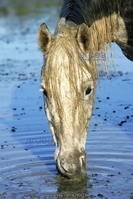 : Camargue Horse : Camargue Horse
