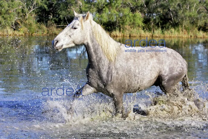  : Camargue Horse