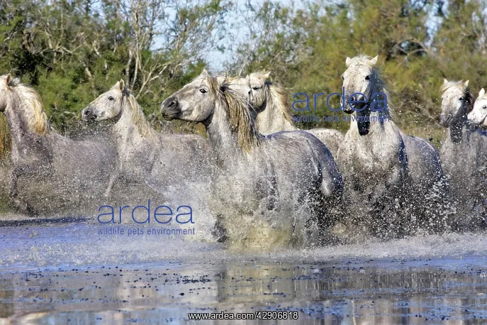 : Camargue Horse : Camargue Horse