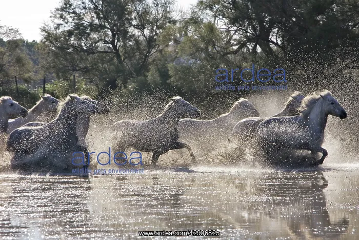 : Camargue Horse : Camargue Horse