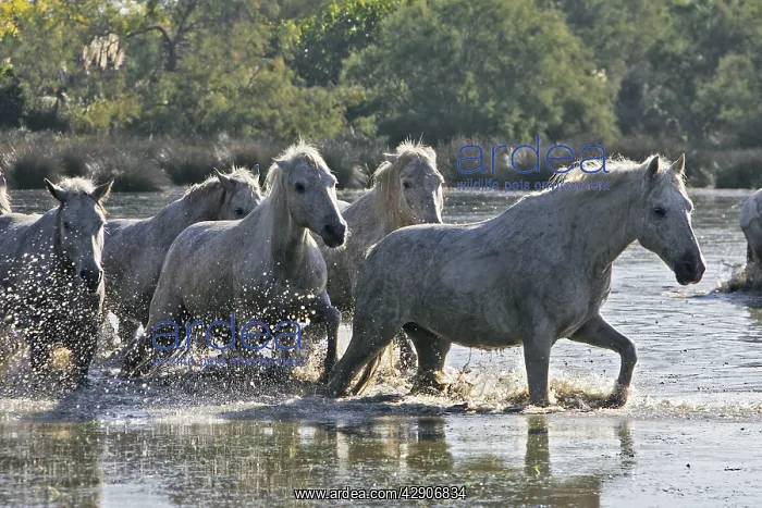: Camargue Horse : Camargue Horse