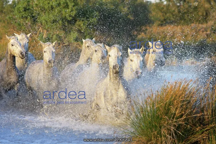 : Camargue Horse : Camargue Horse