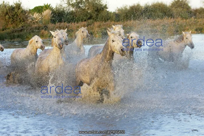 : Camargue Horse : Camargue Horse
