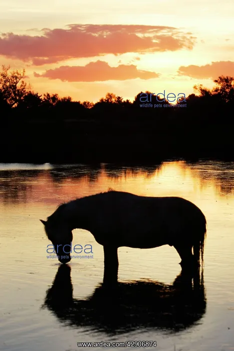 : Camargue Horse : Camargue Horse