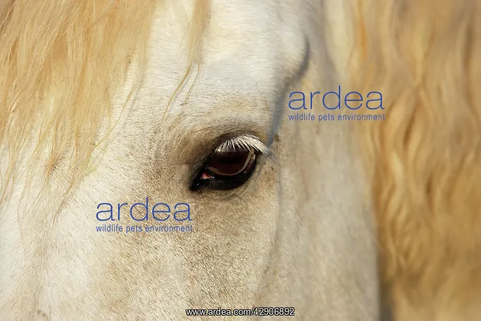  : Camargue Horse