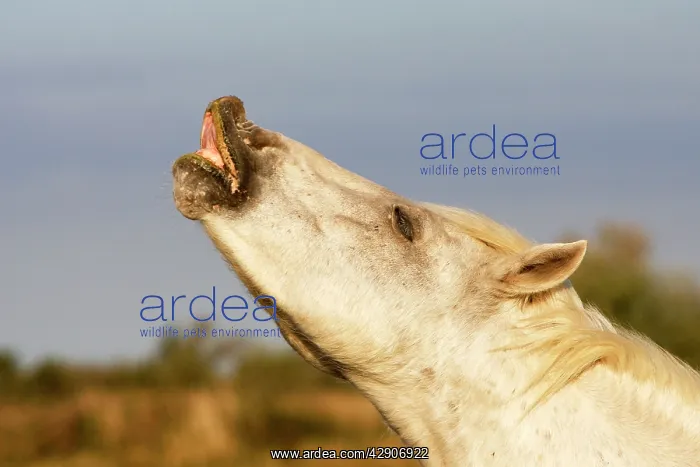 : Camargue Horse : Camargue Horse