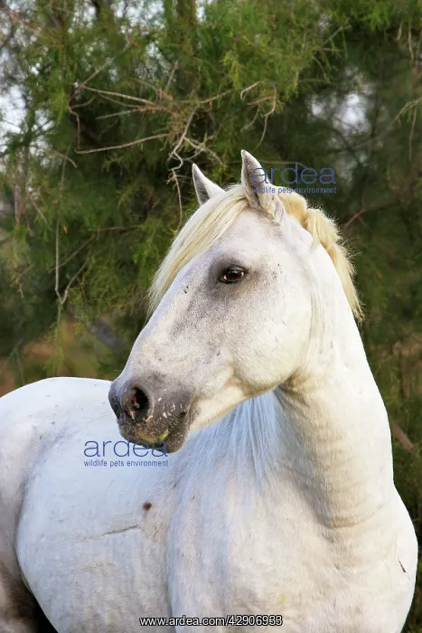 : Camargue Horse : Camargue Horse