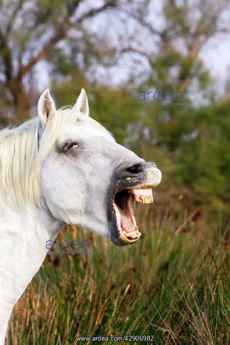 : Camargue Horse : Camargue Horse