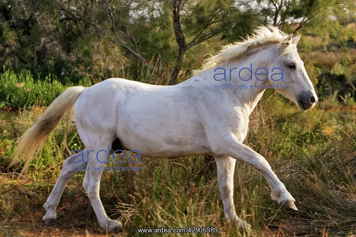 : Camargue Horse : Camargue Horse