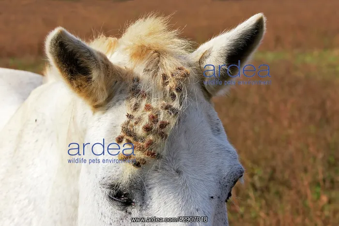 : Camargue Horse : Camargue Horse