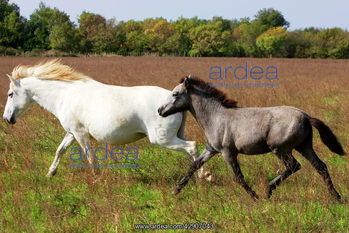 : Camargue Horse : Camargue Horse