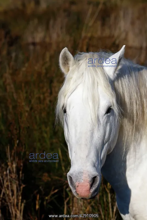 : Camargue horse : Camargue horse