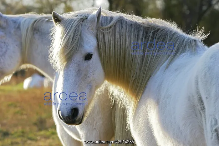  : Camargue Horse