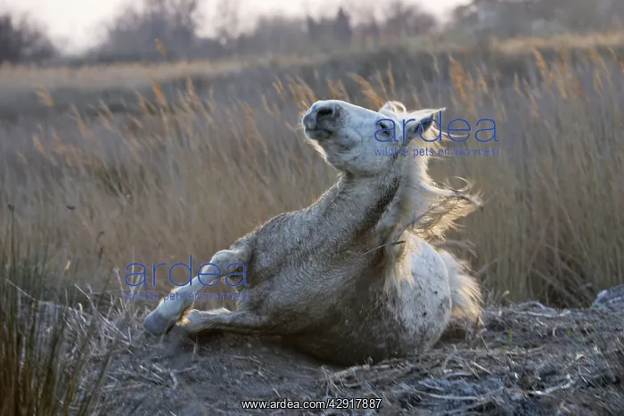 : Camargue Horse : Camargue Horse