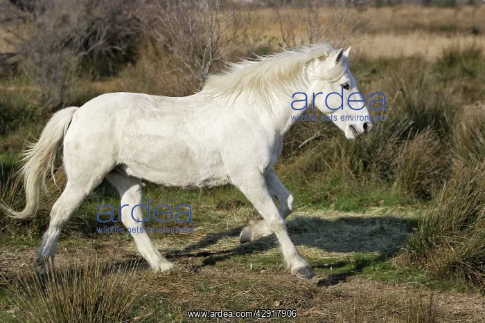 : Camargue Horse : Camargue Horse