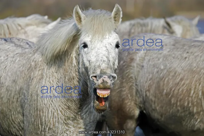: CAMARGUE HORSE, ADULT WHINNYING, SAINTES MARIE DE : CAMARGUE HORSE, ADULT WHINNYING, SAINTES MARIE DE