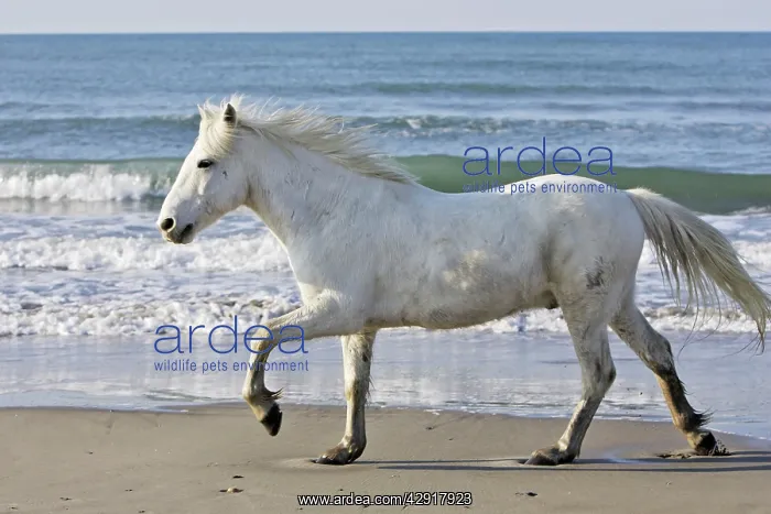 : Camargue Horse - on beach : Camargue Horse - on beach