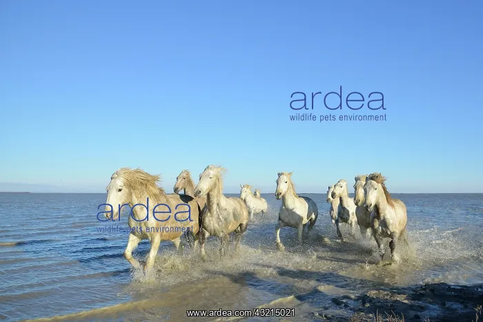  : Camargue horse - Camargue