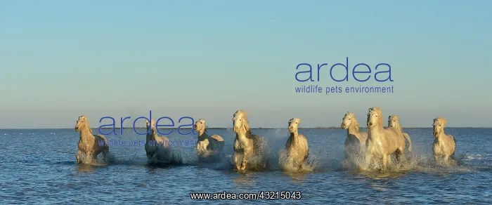 : Camargue horse - Camargue : Camargue horse - Camargue
