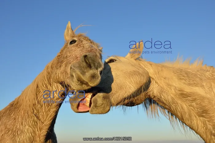 : Camargue horse - Camargue : Camargue horse - Camargue