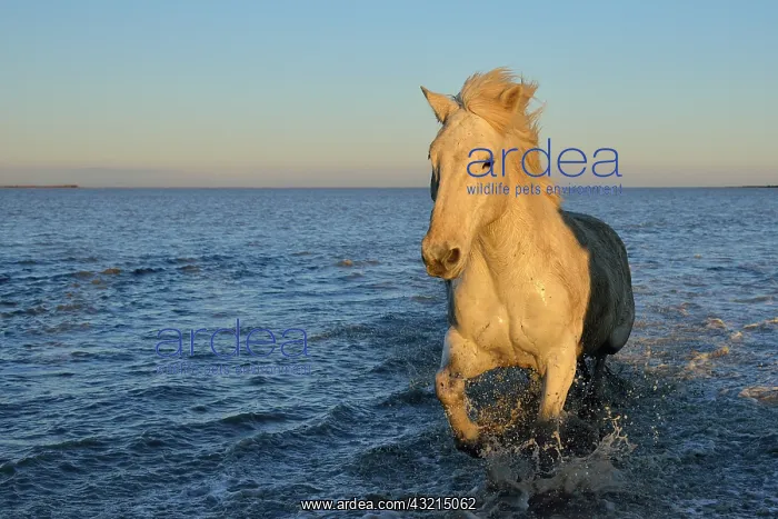 : Camargue horse - Camargue : Camargue horse - Camargue
