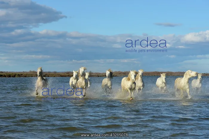 : Camargue horse - Camargue : Camargue horse - Camargue