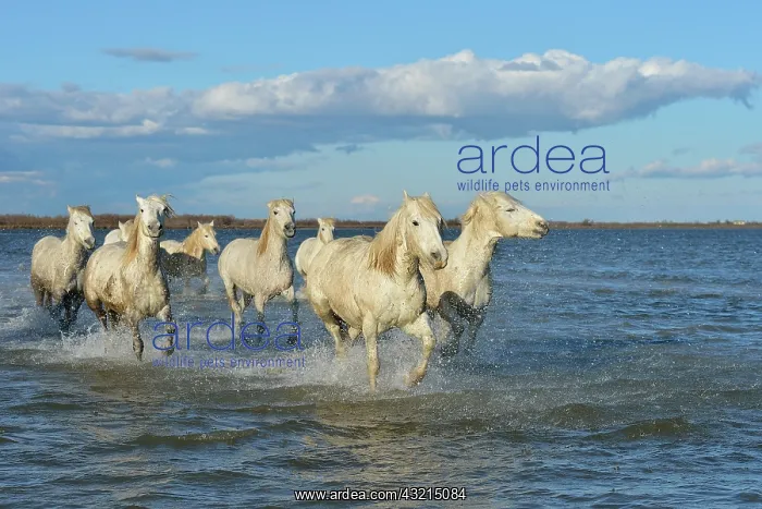 : Camargue horse - Camargue : Camargue horse - Camargue
