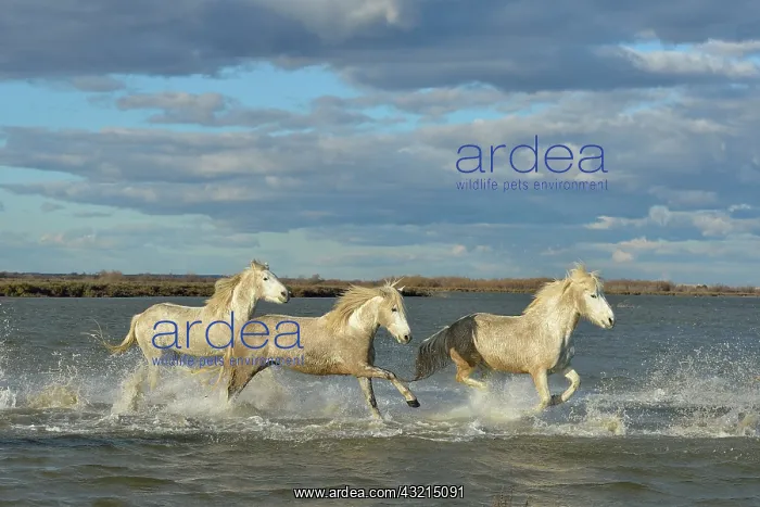 : Camargue horse - Camargue : Camargue horse - Camargue