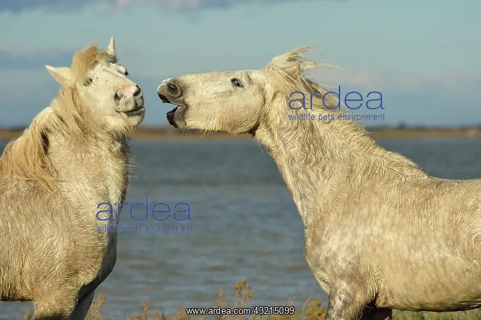 : Camargue horse - Camargue : Camargue horse - Camargue