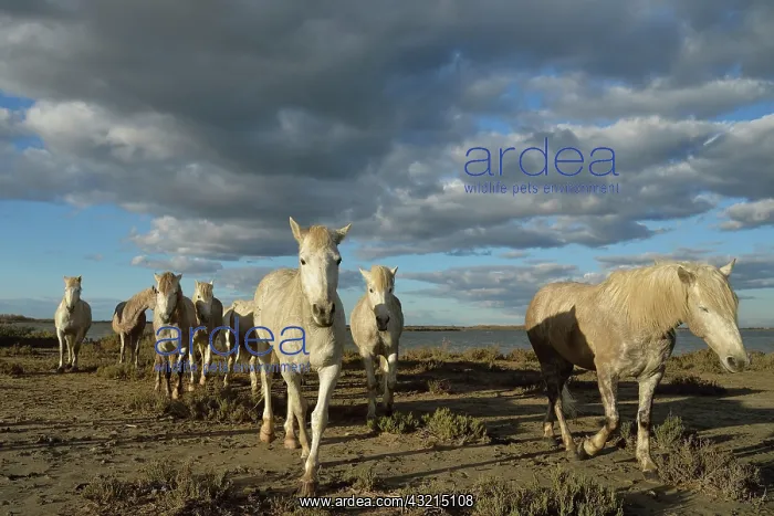 : Camargue horse - Camargue : Camargue horse - Camargue
