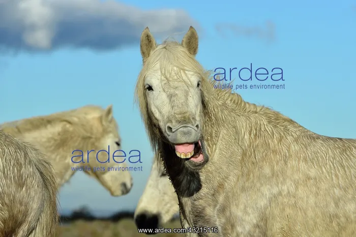: Camargue horse - Camargue : Camargue horse - Camargue
