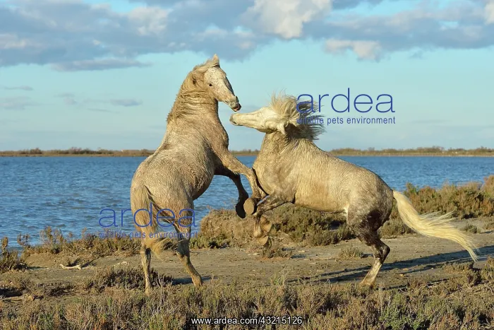 : Camargue horse - Camargue : Camargue horse - Camargue