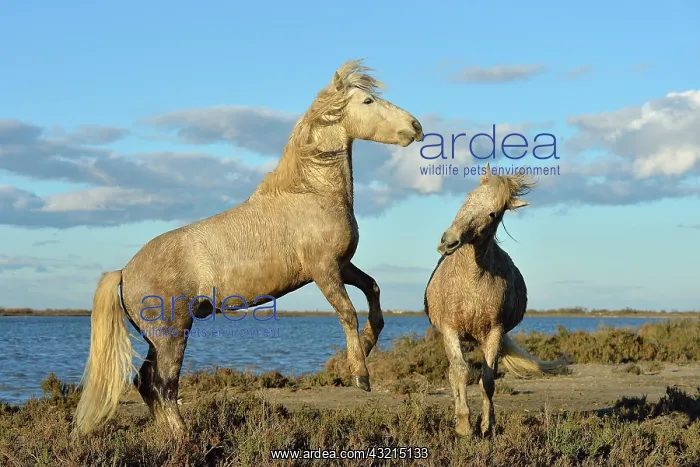 : Camargue horse - Camargue : Camargue horse - Camargue