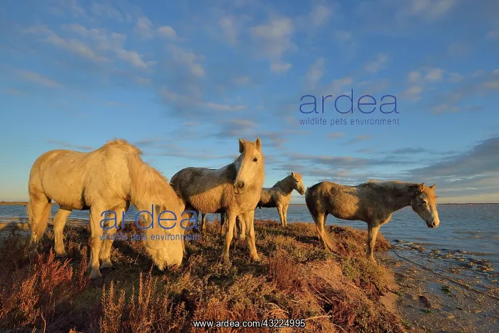 : Camargue horse - Camargue : Camargue horse - Camargue