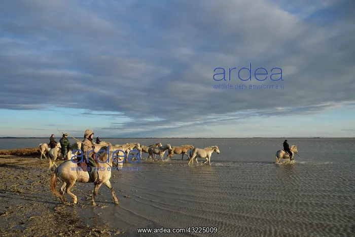 : Camargue horse - Camargue : Camargue horse - Camargue