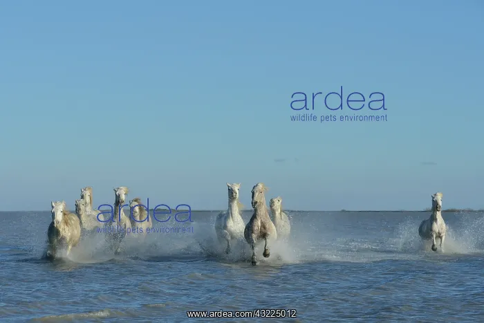 : Camargue horse - Camargue : Camargue horse - Camargue