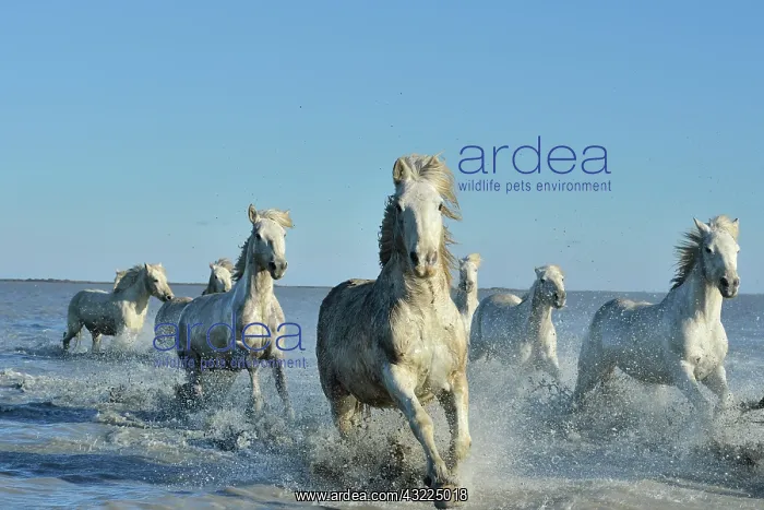 : Camargue horse - Camargue : Camargue horse - Camargue