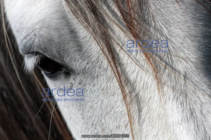 : Camargue horse detail - Camargue - France : Camargue horse detail - Camargue - France
