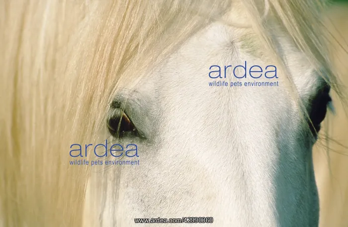  : Camargue Horse - close-up of face