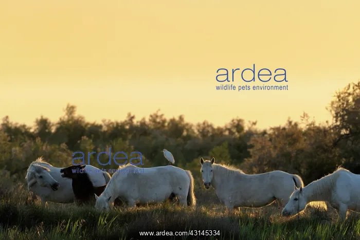 : Horse. Camargue Horse (Equus caballus) herd in soft morning light : Horse. Camargue Horse (Equus caballus) herd in soft morning light