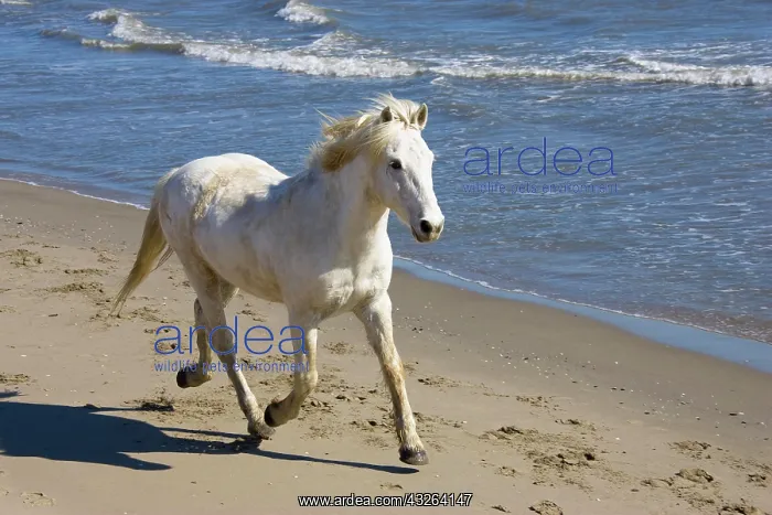 : Camargue horse (Equus caballus), running on the : Camargue horse (Equus caballus), running on the
