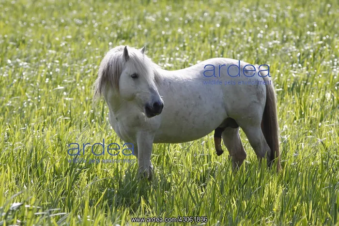 : Camargue horse erect in a wetland France : Camargue horse erect in a wetland France