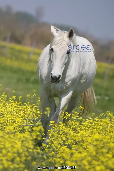: Camargue horse in a field of Oilseed Rape in flower France : Camargue horse in a field of Oilseed Rape in flower France