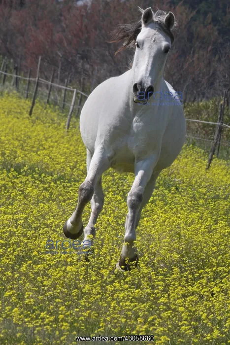 : Camargue horse in a field of Oilseed Rape in flower France : Camargue horse in a field of Oilseed Rape in flower France