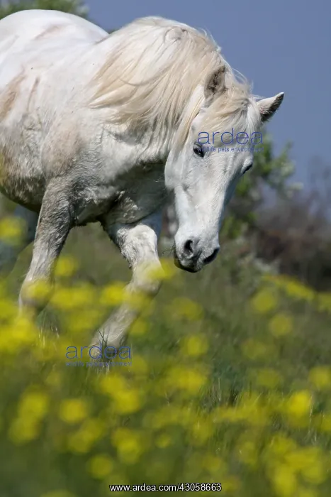 : Camargue horse in a field of Oilseed Rape in flower France : Camargue horse in a field of Oilseed Rape in flower France