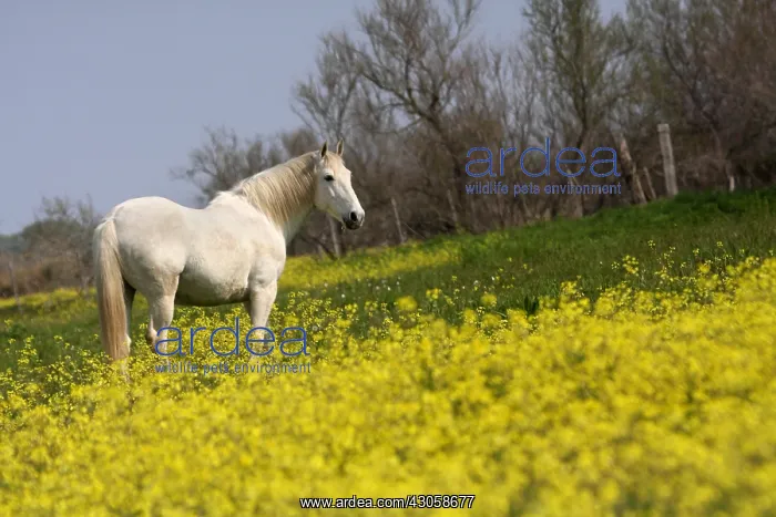 : Camargue horse in a field of Oilseed Rape France : Camargue horse in a field of Oilseed Rape France