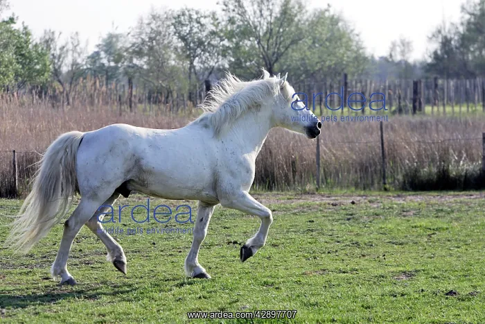 : Camargue Horse - in field - Saintes Maries de la Mer : Camargue Horse - in field - Saintes Maries de la Mer